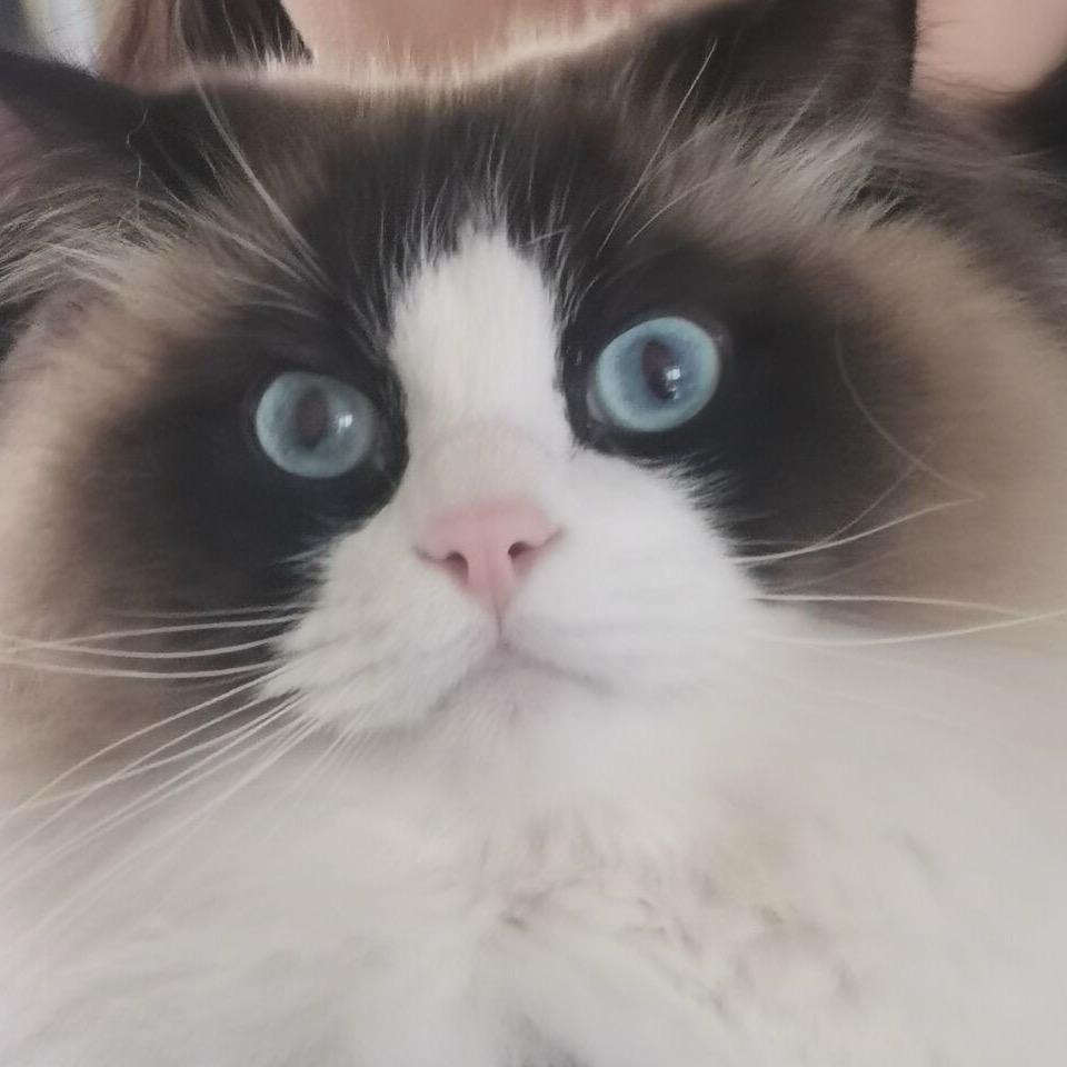 冰逗逗逗ii［妆娘接妆版］