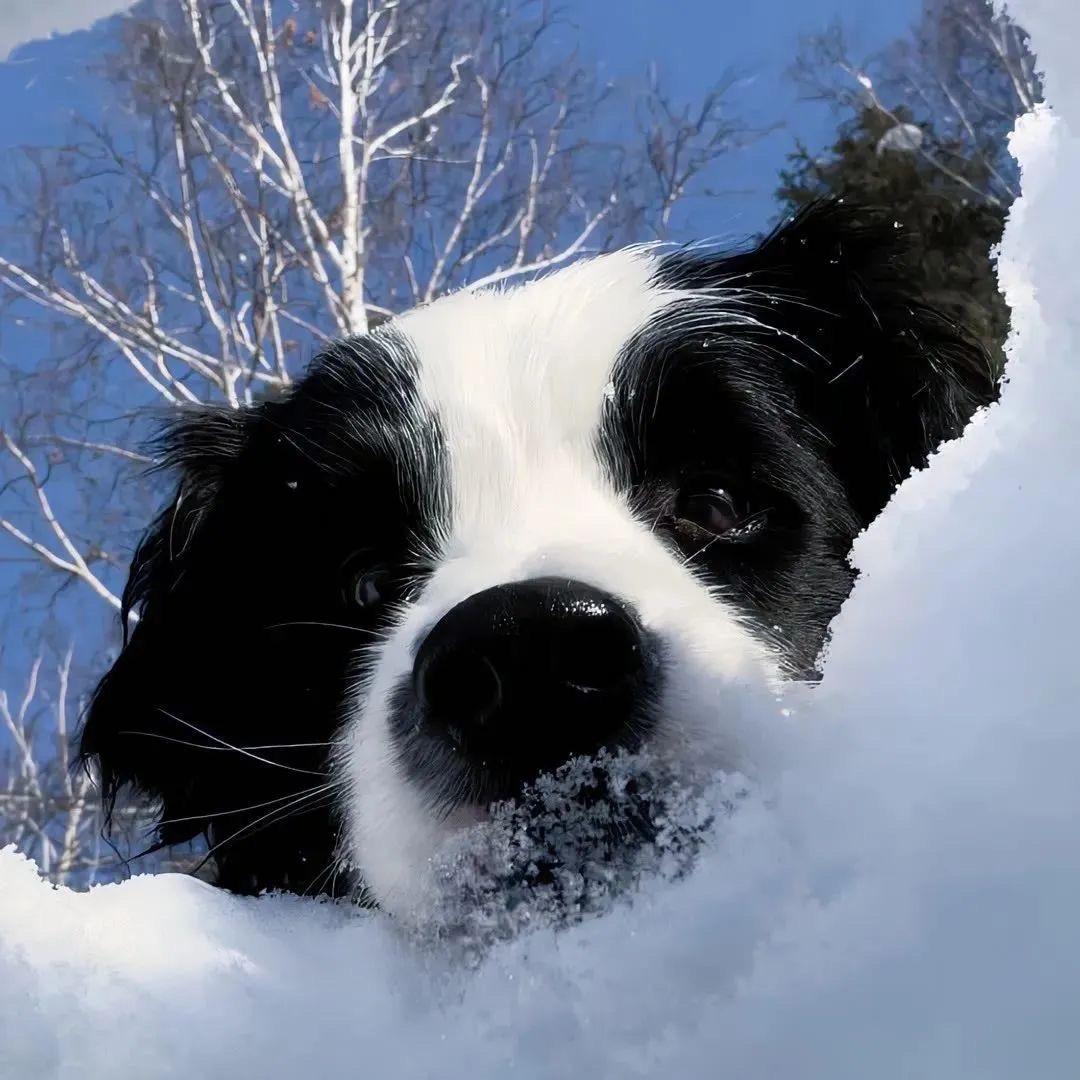 小天亚马逊送测评