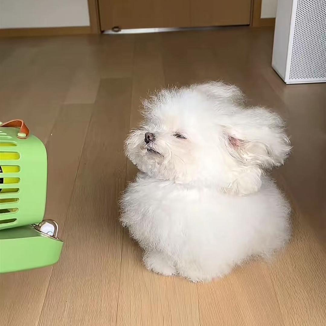 一朵风中摇曳的曼陀罗