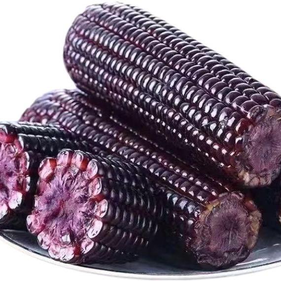东北糯玉米🌽