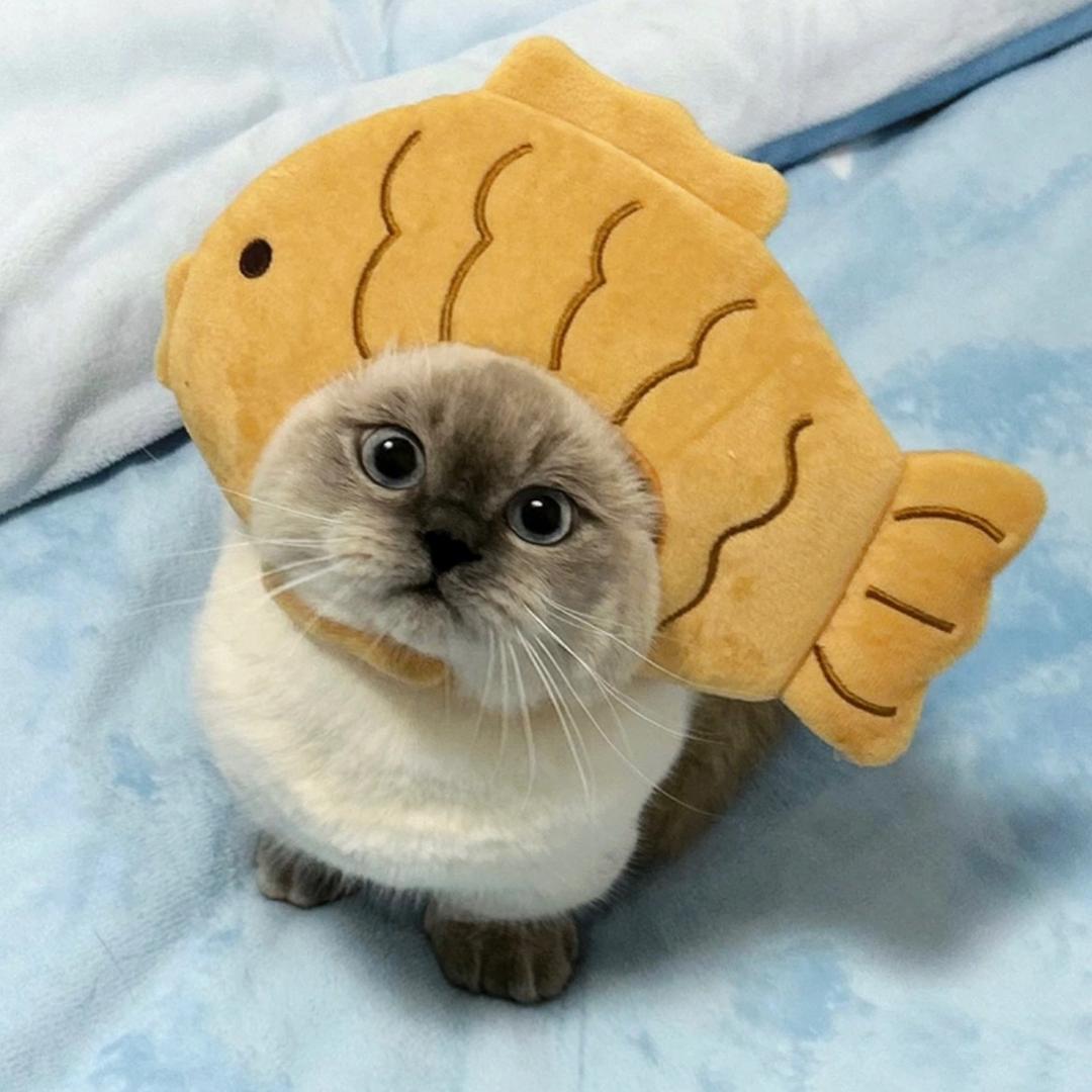 juciglogloo