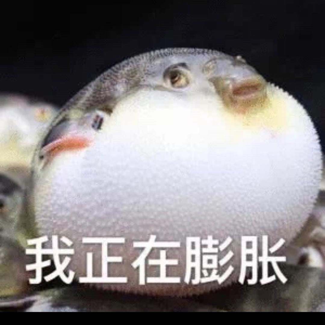 琉璃猪猪