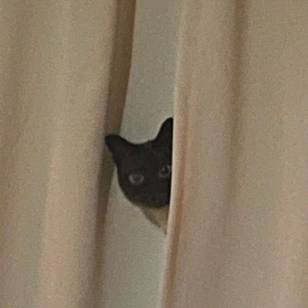逻辑猫不黑