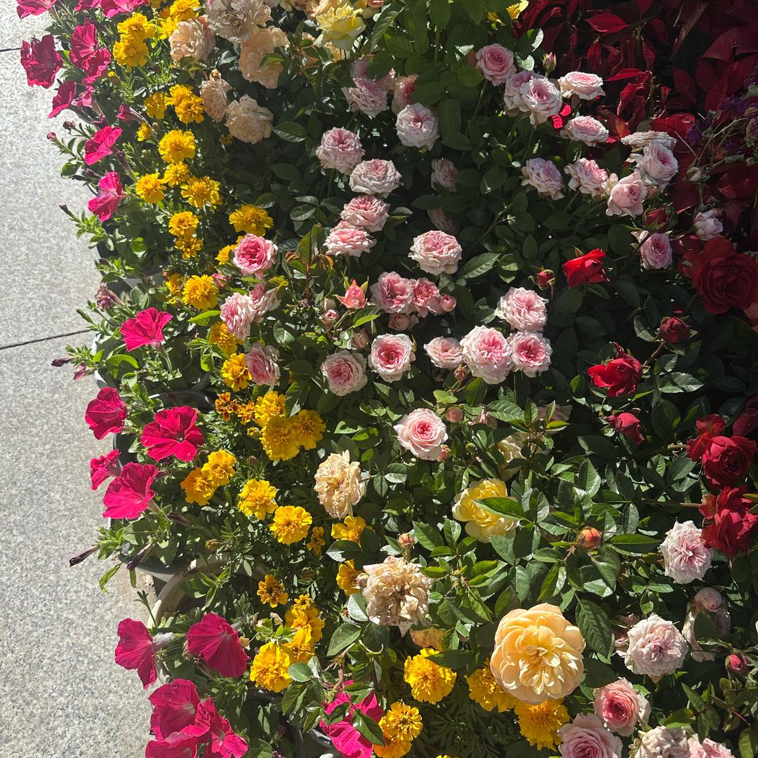 卓玛🌹