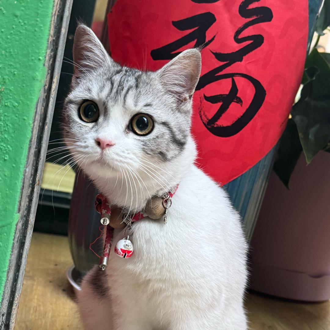咪咪猫猫