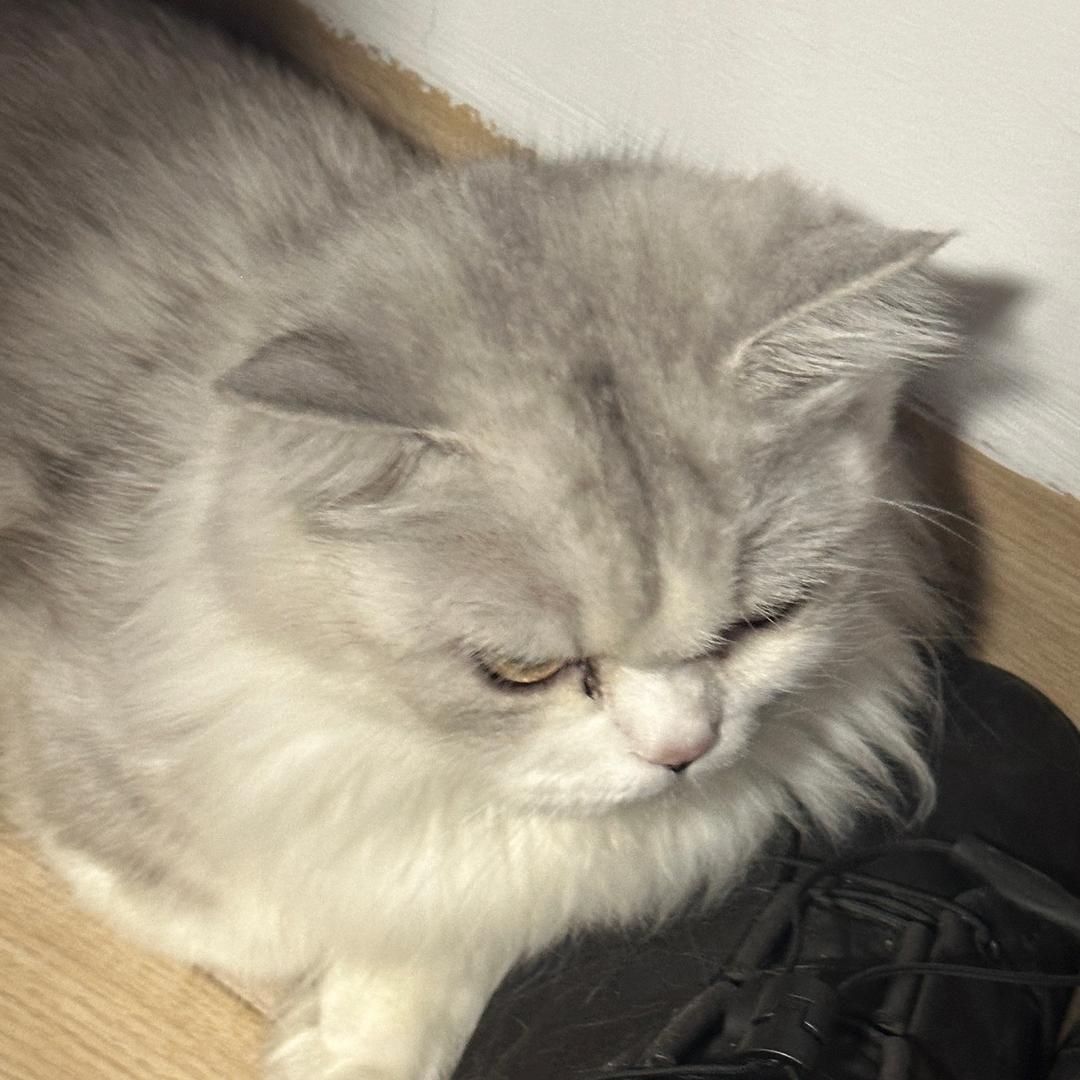 宇宙中的小玫瑰