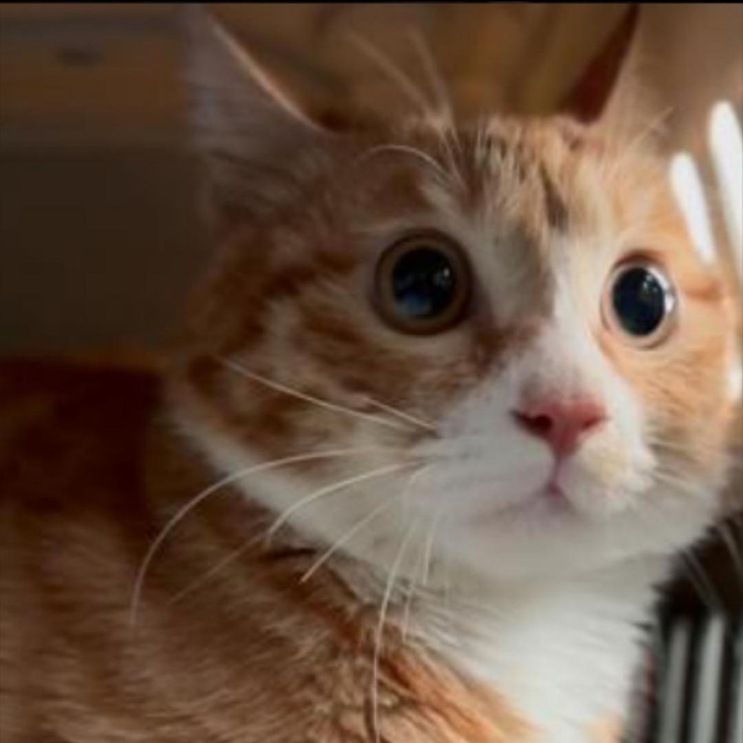 5090猫显卡堂堂复活