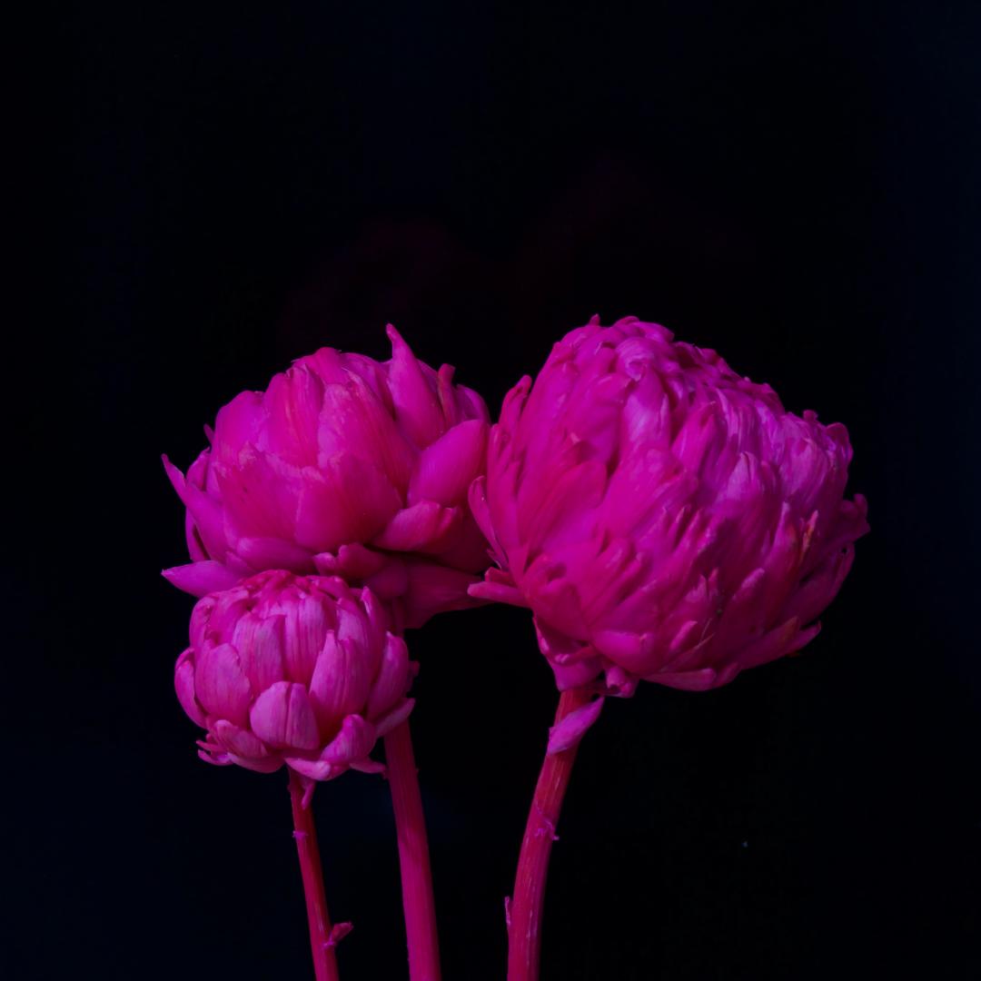 沁心永生花厂云南昆明