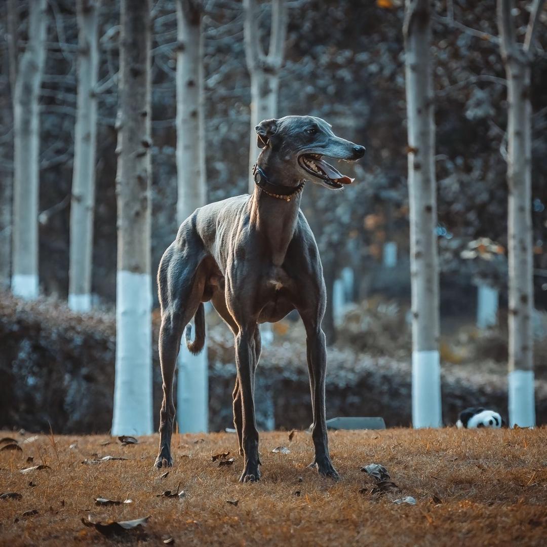 盛邦猎犬养殖2号