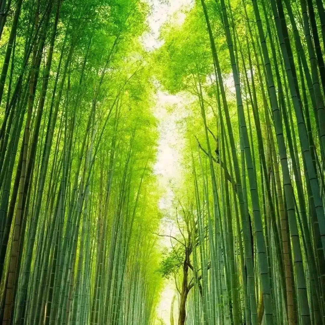 矽砂