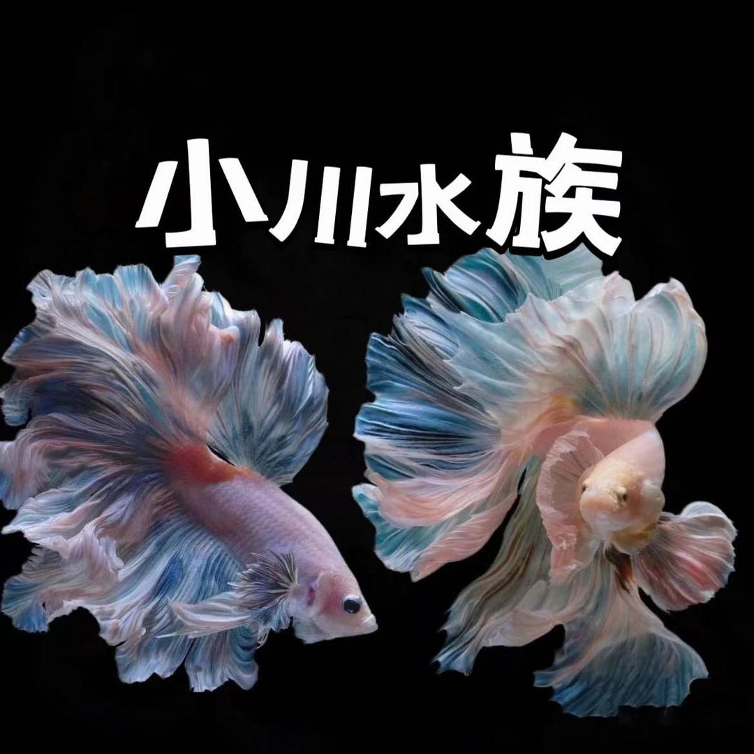 小川水族（每晚8点左右直播）