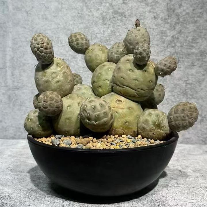 一个农民