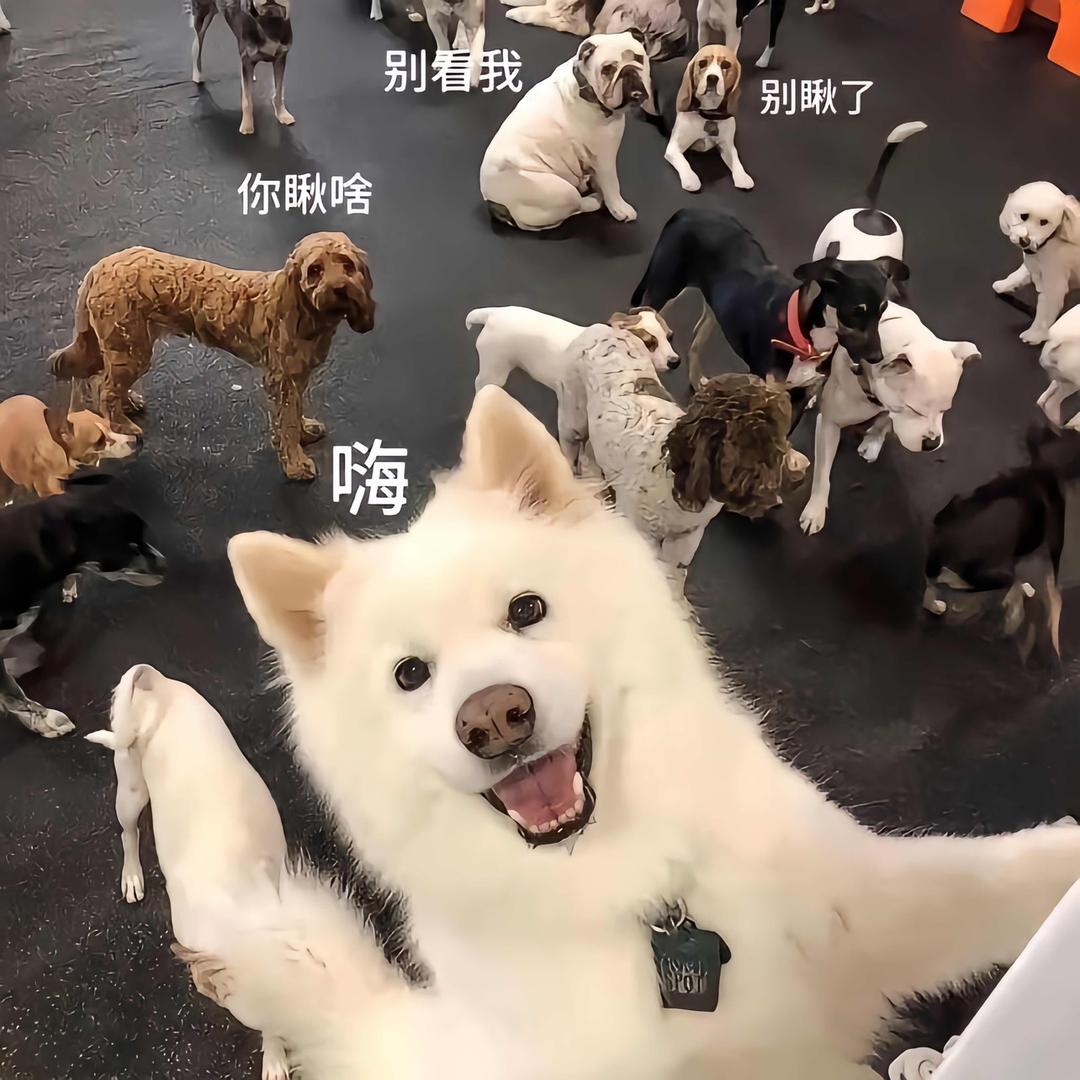 猪猪🐷啊