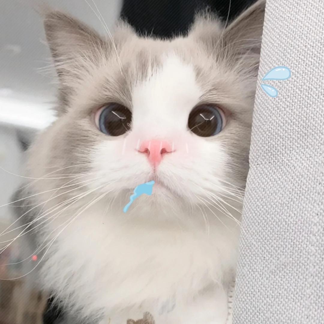 小鲨鱼
