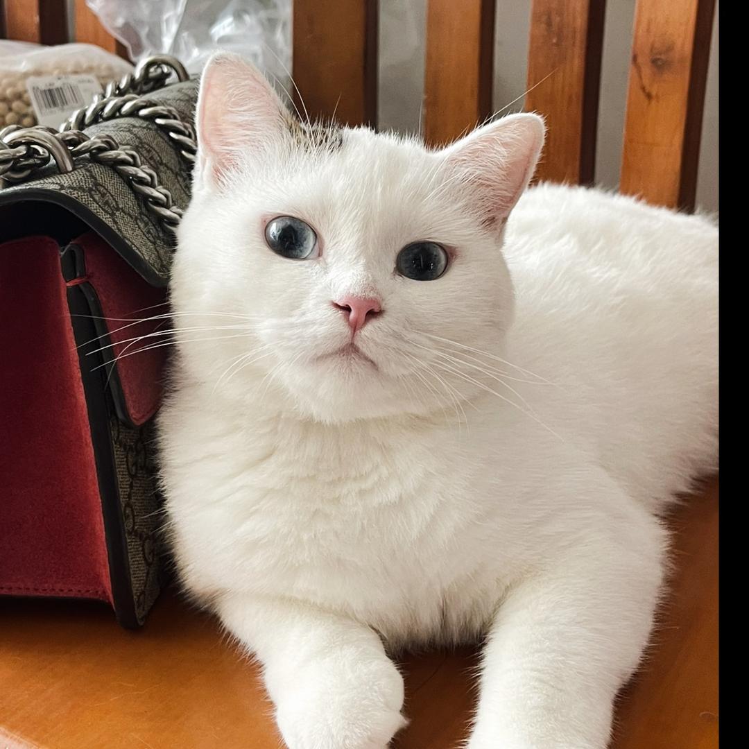 范范Anna Fan~贴标机