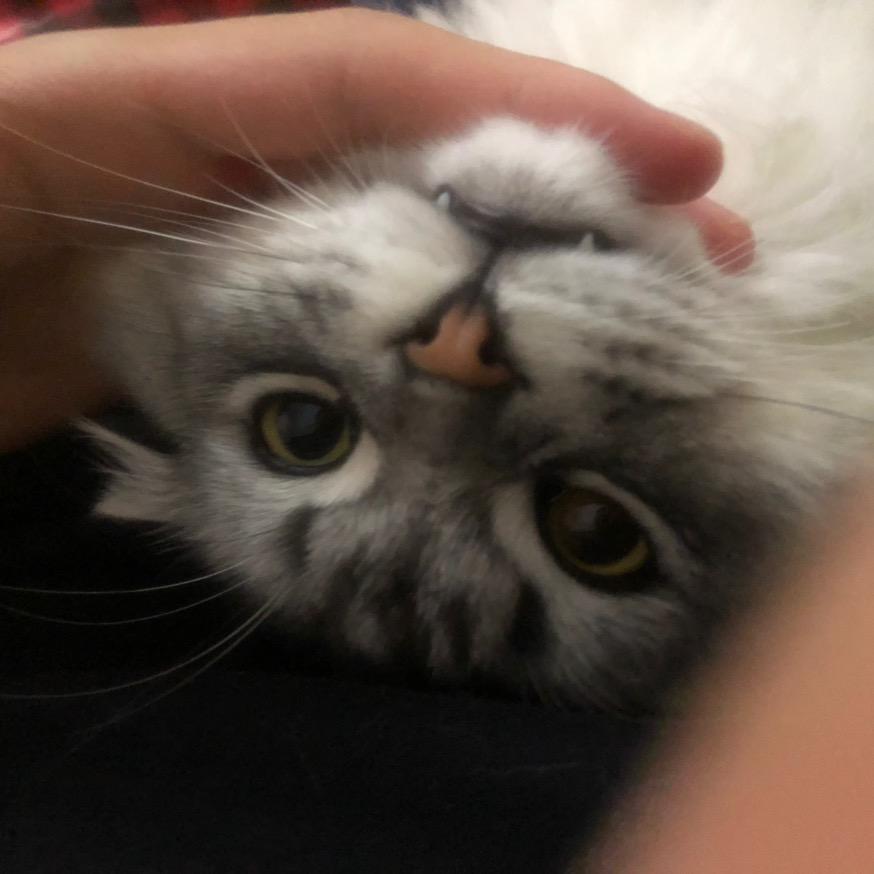 Pupu.