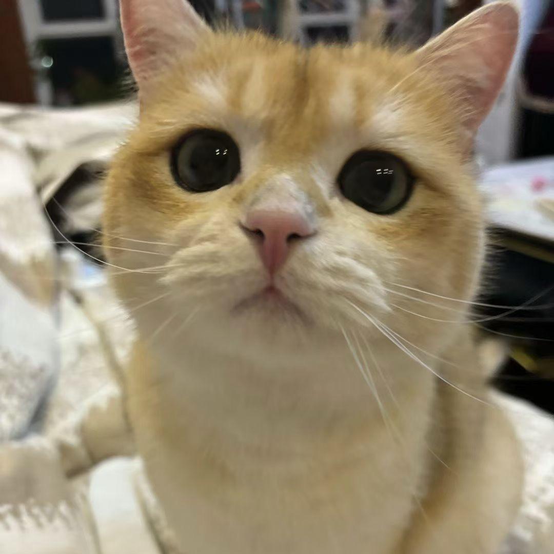 兜有喵
