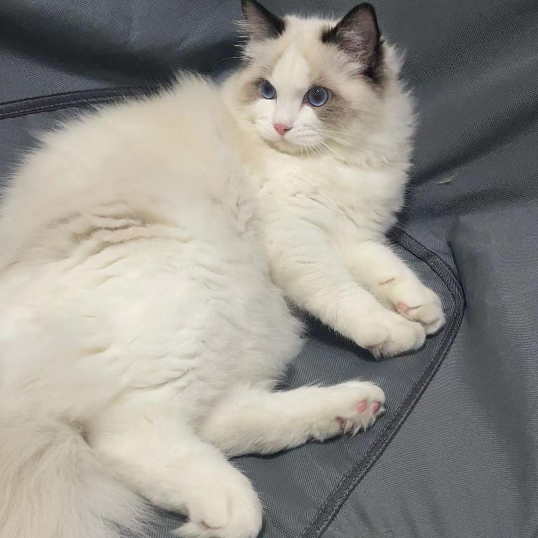 MáoMáo.