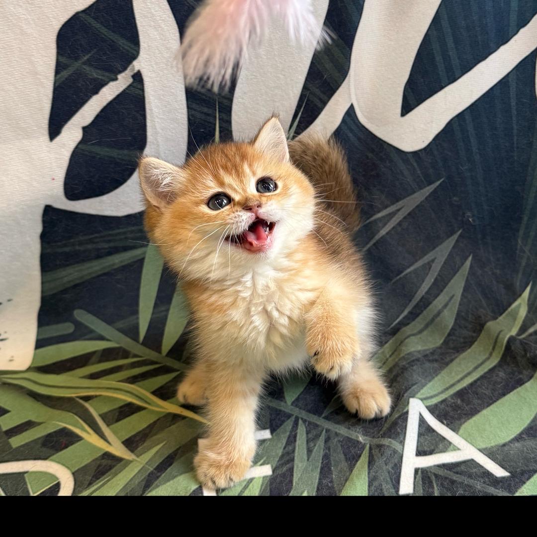 湖州幺社宠物批发-周周