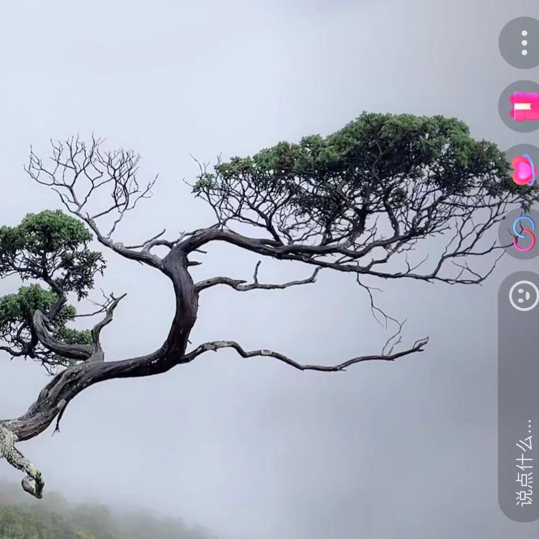 云至园林•银子