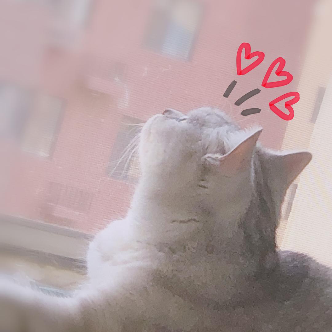 起司爸! 🚶🏻‍♂️