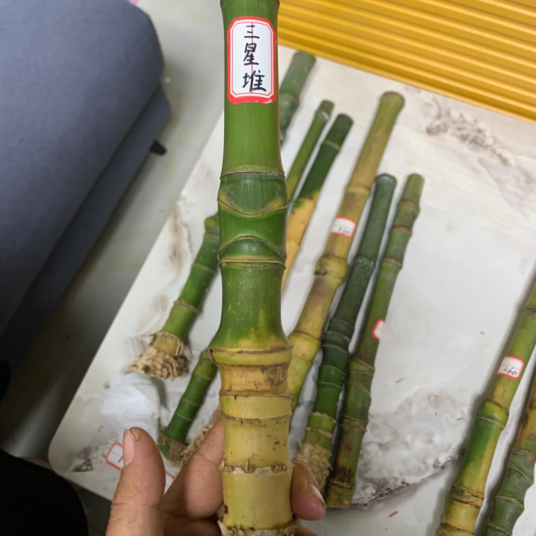 实心竹新鲜下山料～小龙