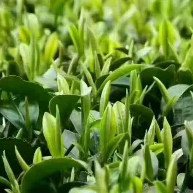 累了谁心疼