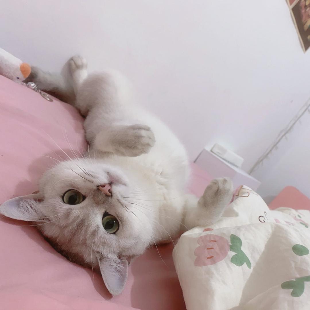 仙女璐的日记本🧚‍♀️