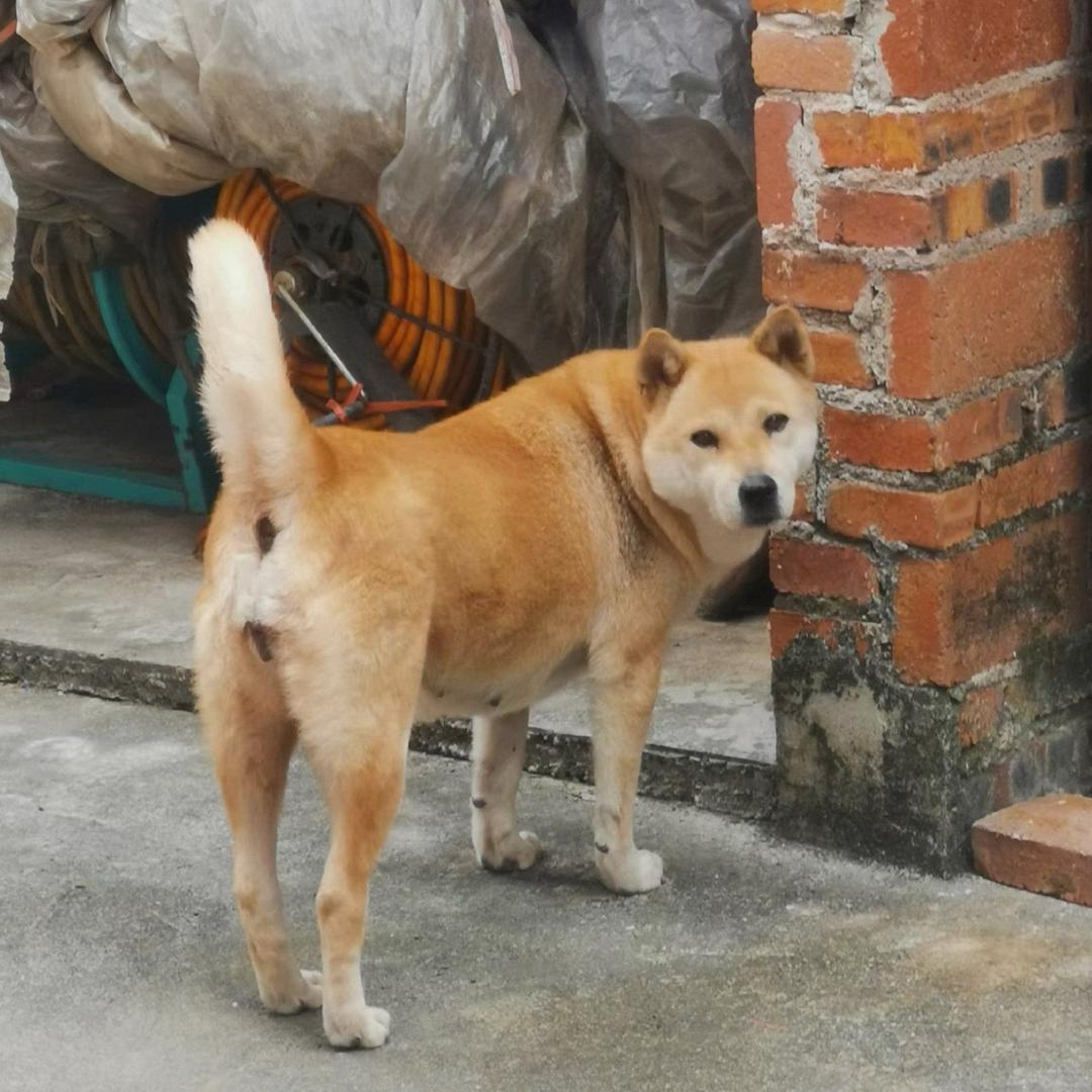 小汤