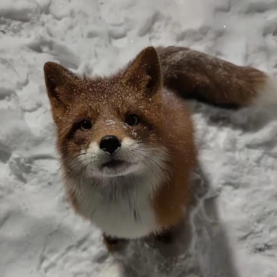 Mary.🦊