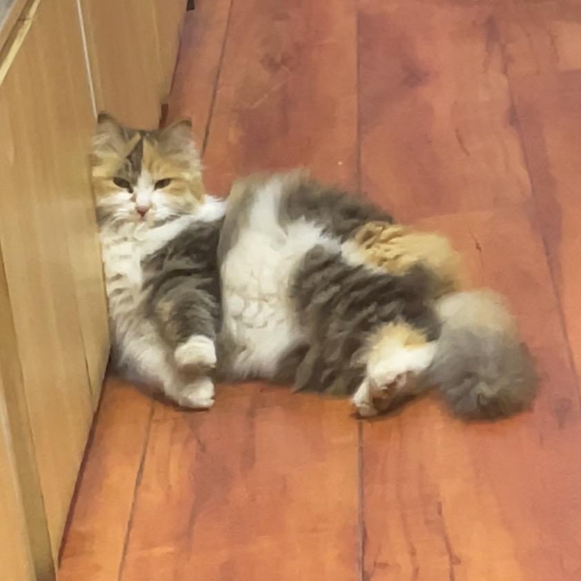 家有一只小丑咪