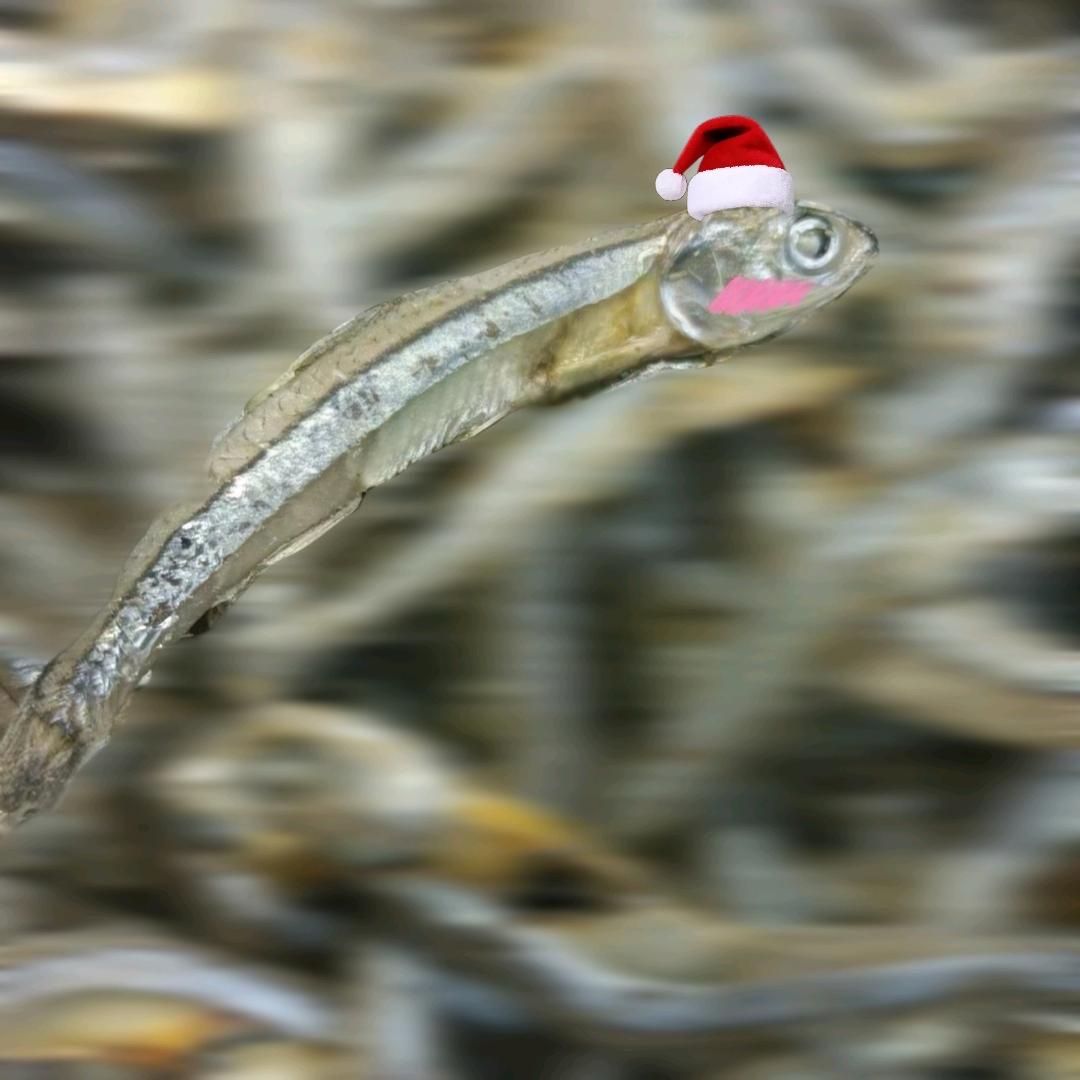 地铁站的小鱼干