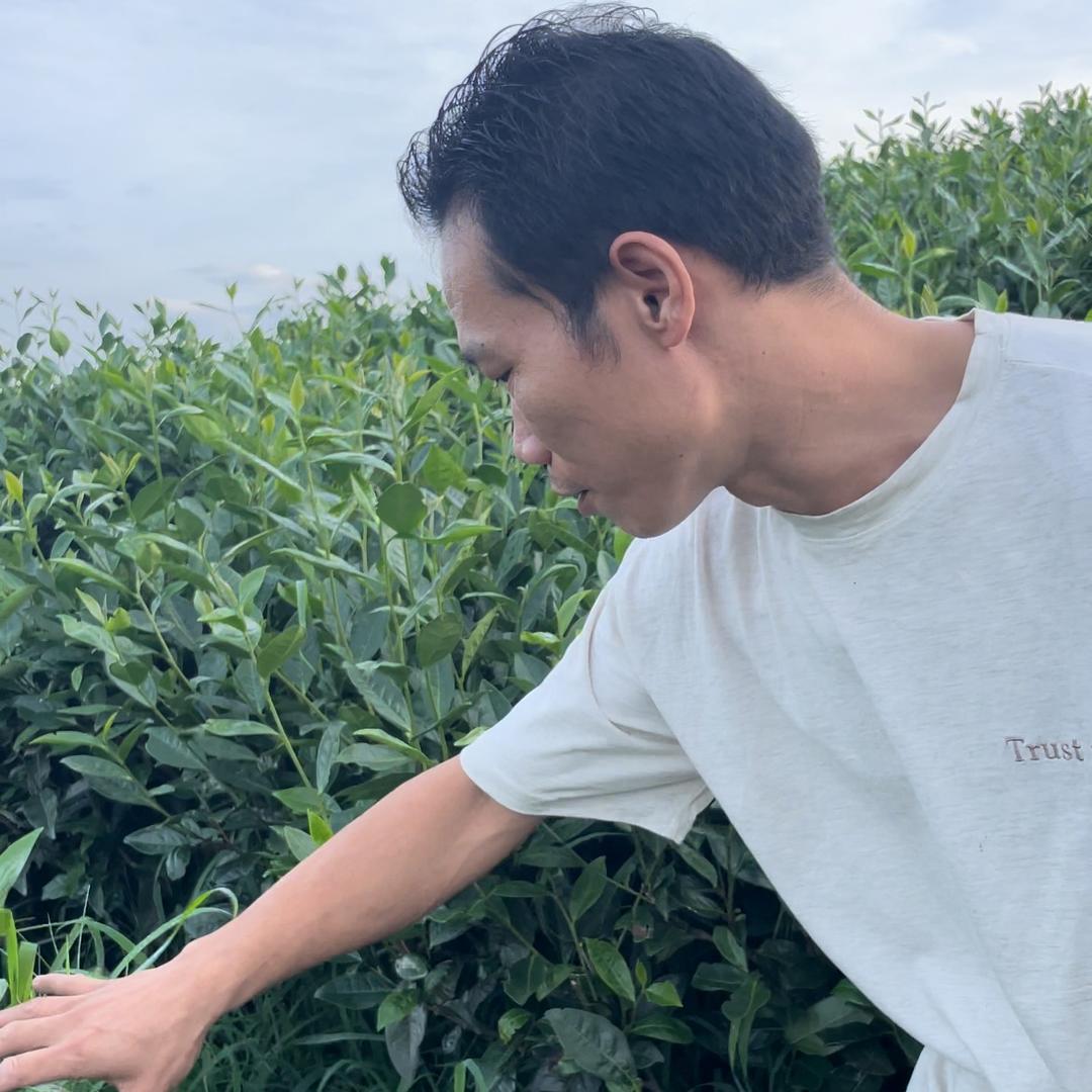 叠嶂岩茶叶