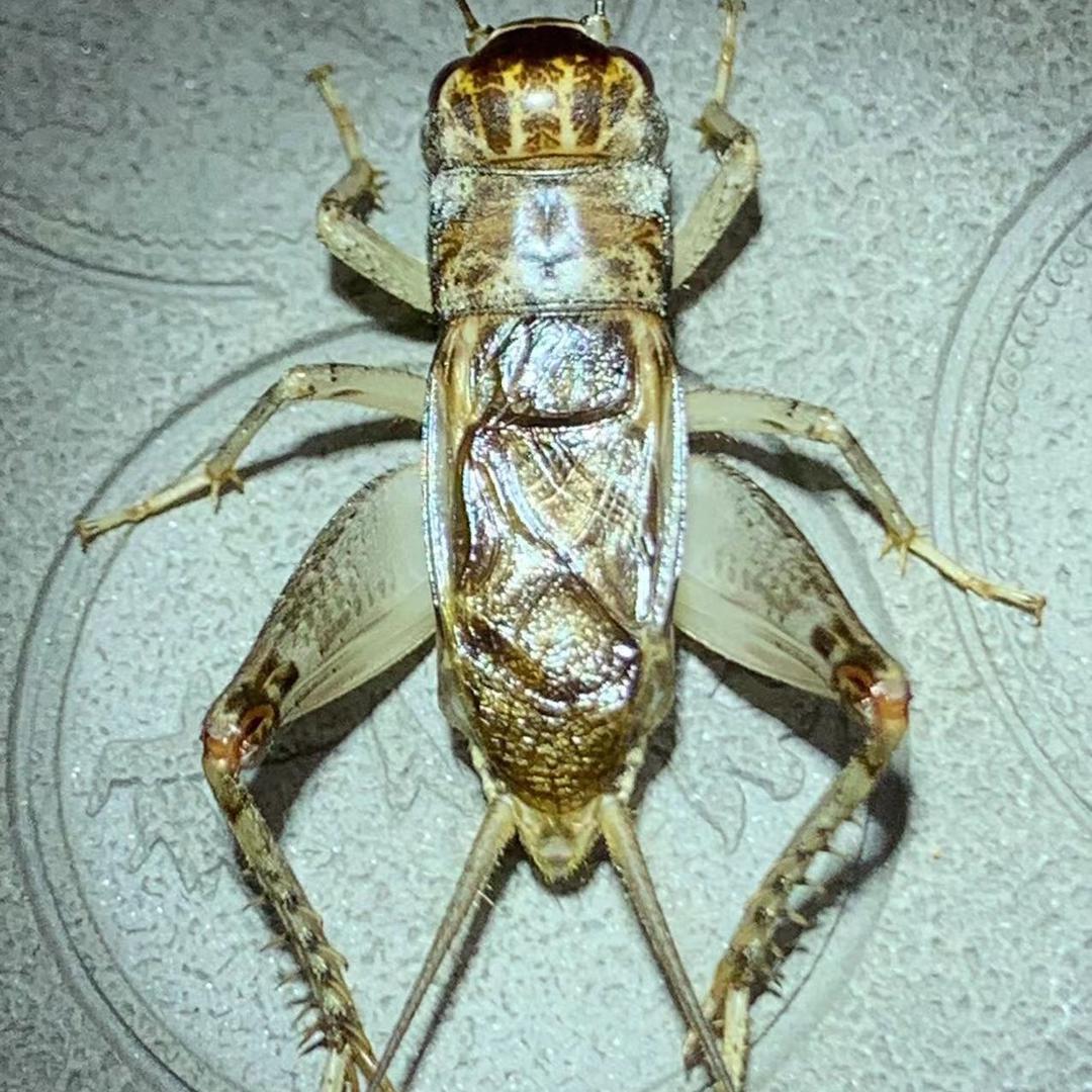 河北辛集撬子手(裴)