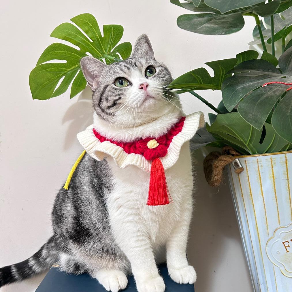 猪咪小社长