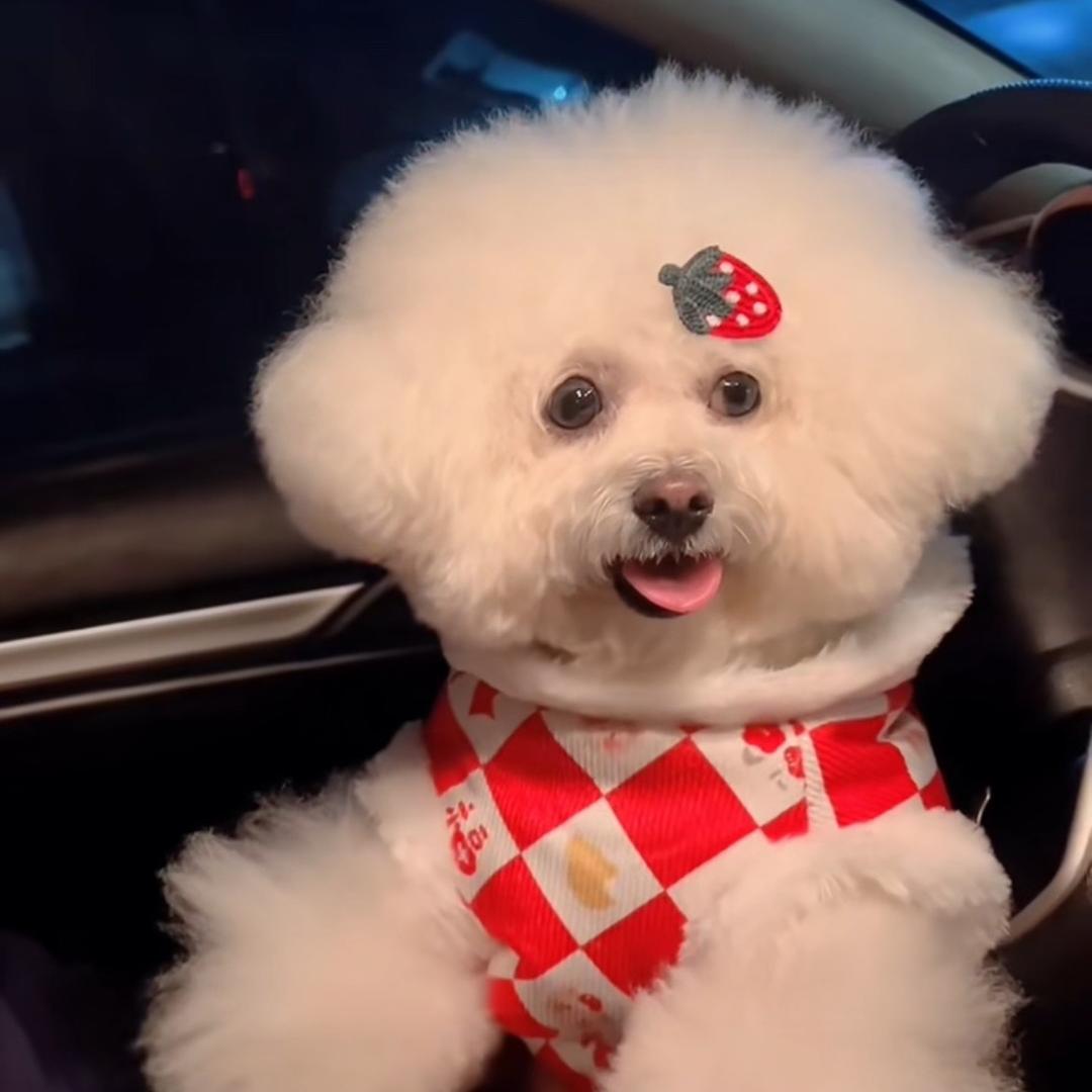 狗娃嘻嘻