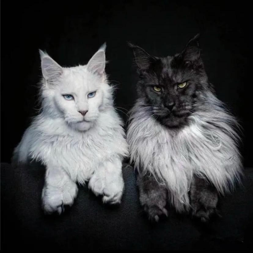 老赵讲猫