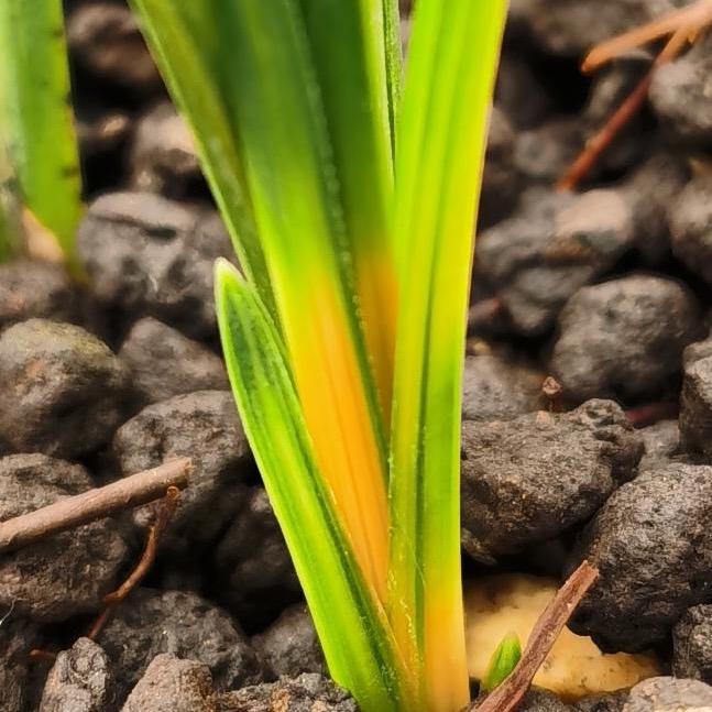 栾川石朴新品蕙蘭