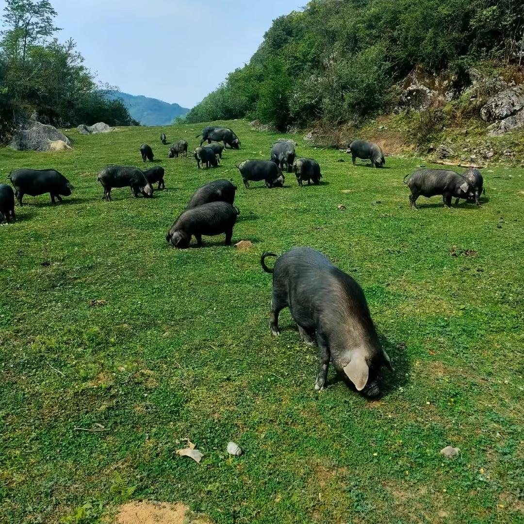 蔡妙召的建筑优品小铺