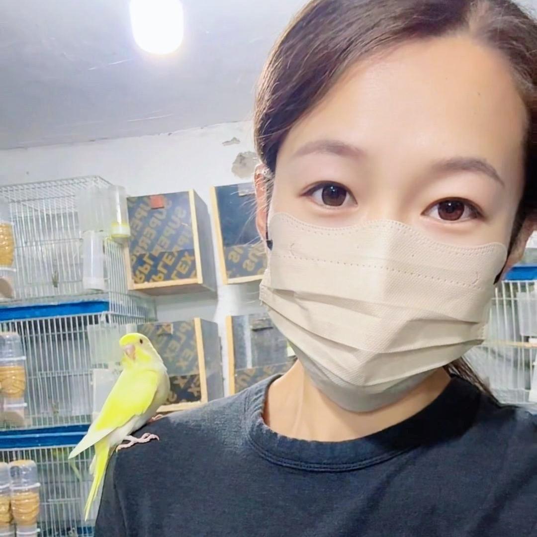 砀山～彩翼鹦鹉养殖