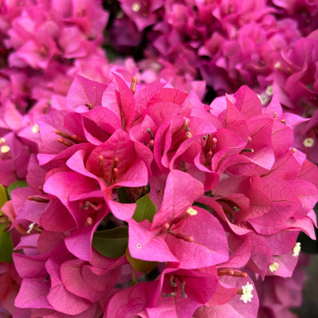 繁花屿三角梅