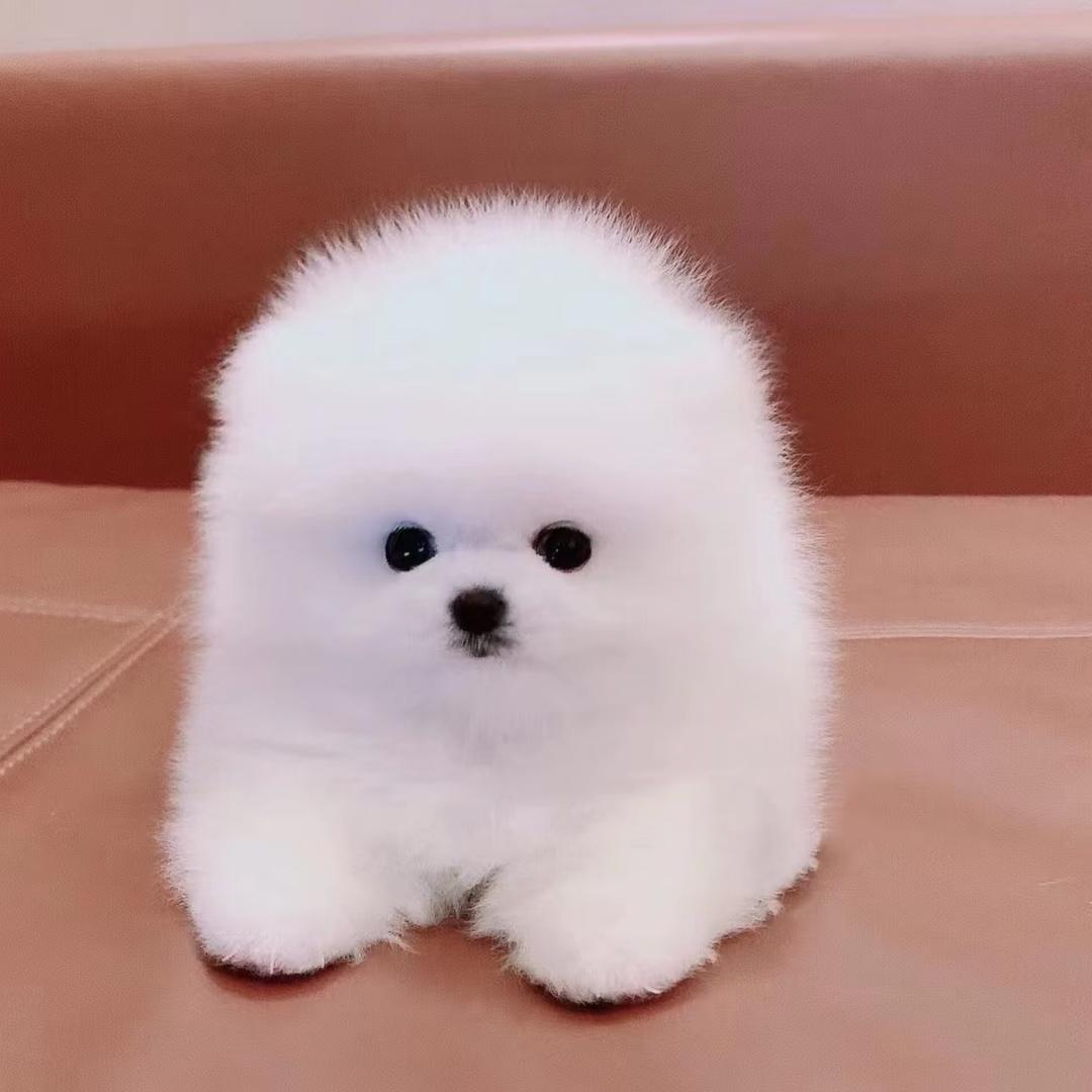 它禧宠物生活坊