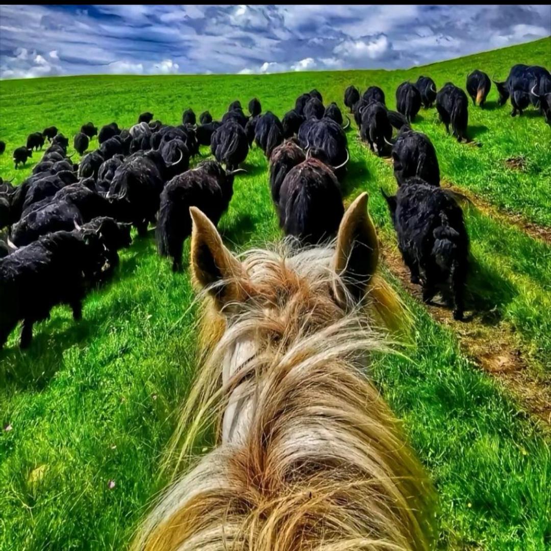 🌿དོན་🦋 འགྲུབ་🚶