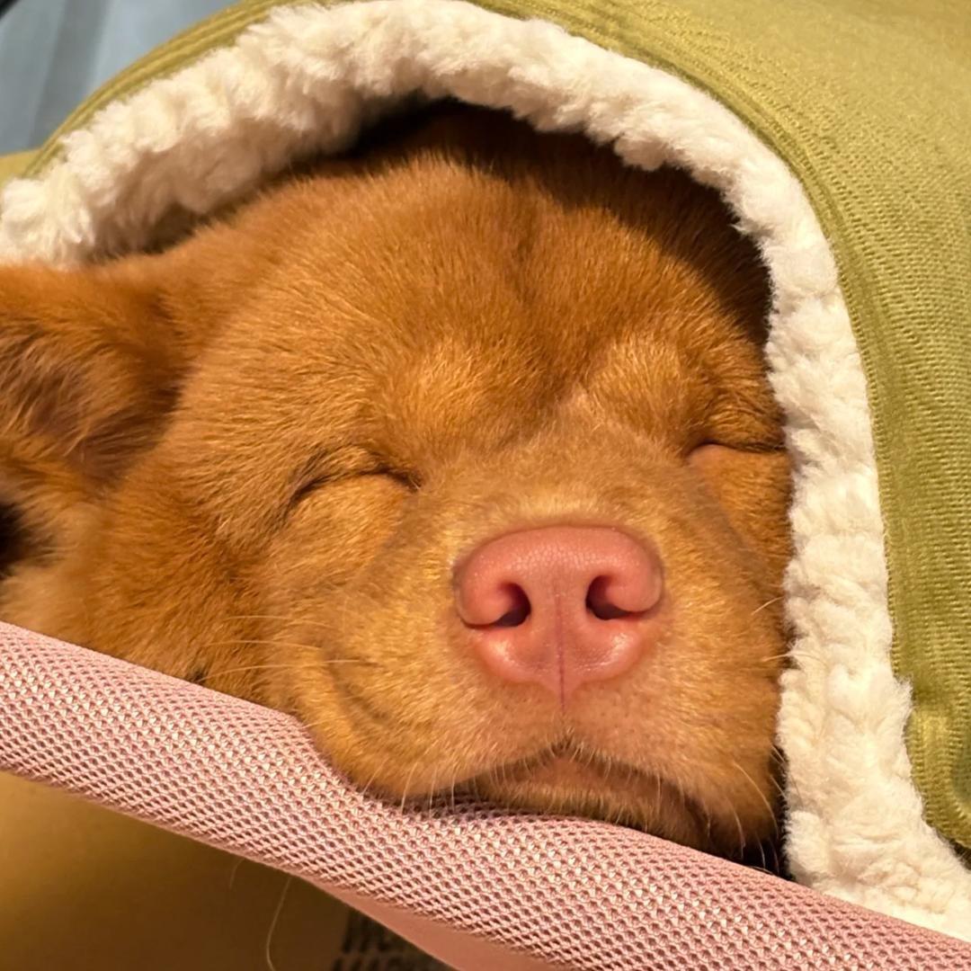旺旺仙贝🐕五红犬