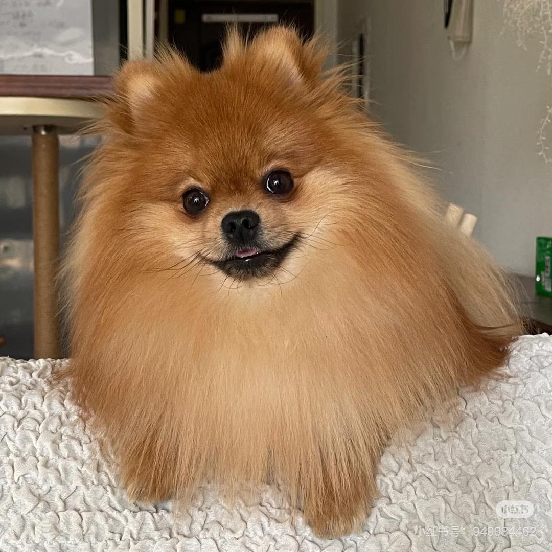 黄金臭脚🐶