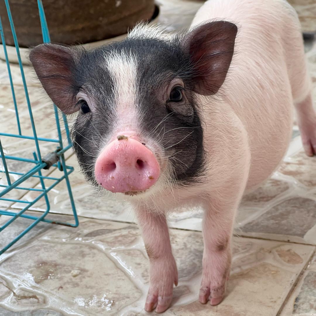 香猪猪古力成长记