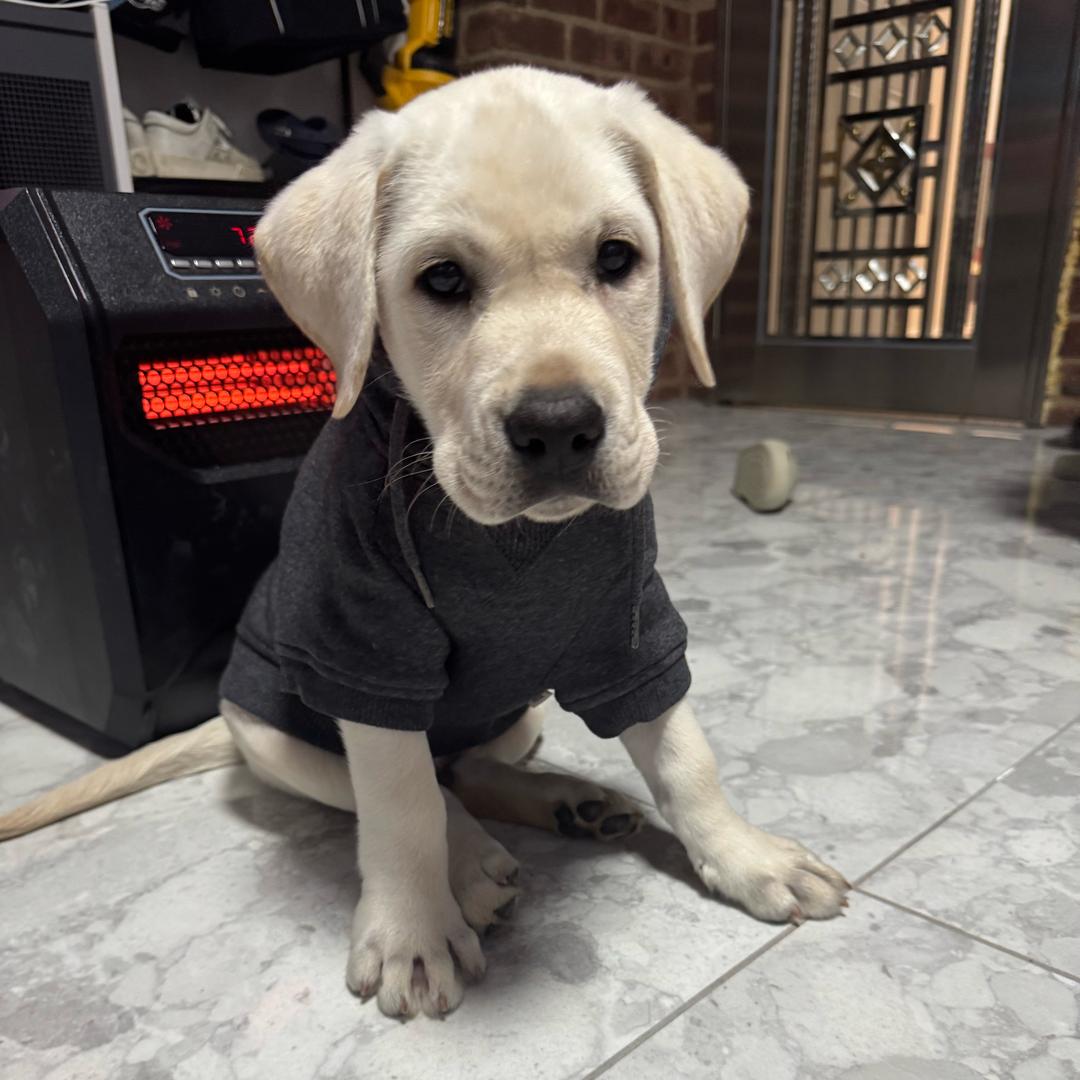 是花非花空落叶🍂