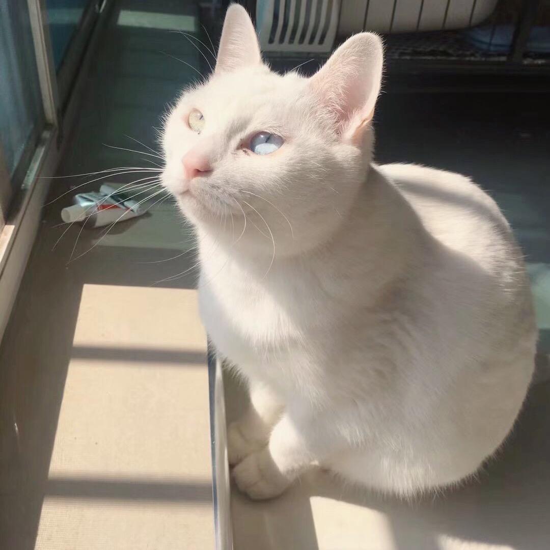 我都可以•伱随便🐈