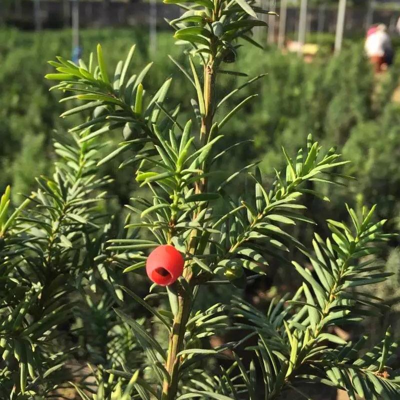 临沂紫杉花卉园艺