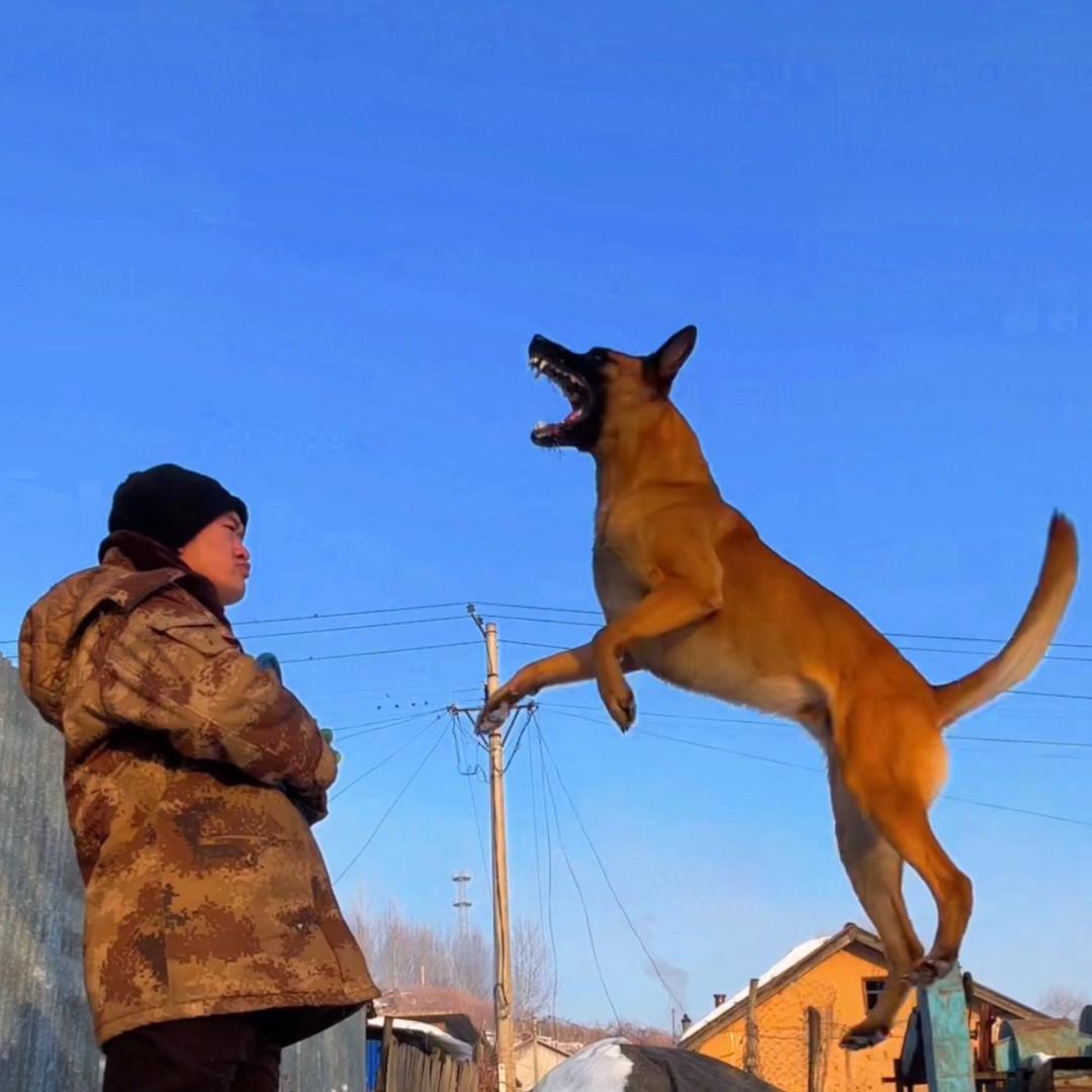 爱训犬的理发师